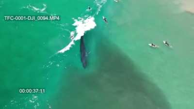 ?This whale just casually passing by