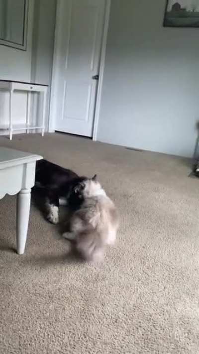 Watch our cat tackle our Aussie. Always a WWE wresting match with these two. The cat usually wins. ?