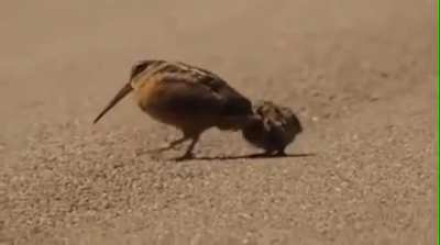 ? How an American Woodcock lures worms ?
