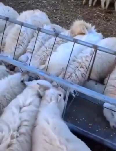 Animals eating