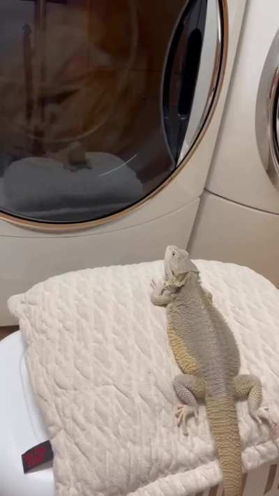 Lizard and his socks