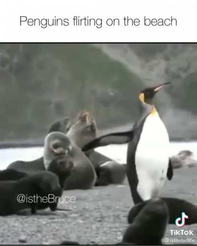 ? they got skills.
