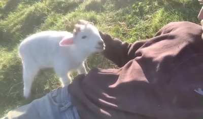 Not a dog but a needy friend