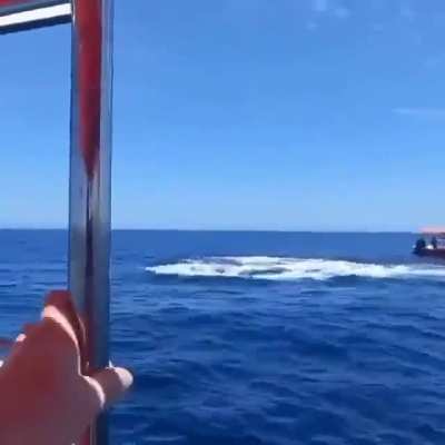 ?Killer whale and dolphin spotted?