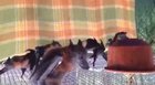 Just a normal bat party
