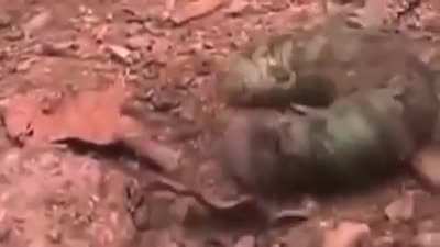 ? this is the spoon worm