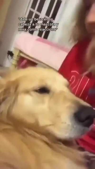 Dogs reacting to getting kisses ?