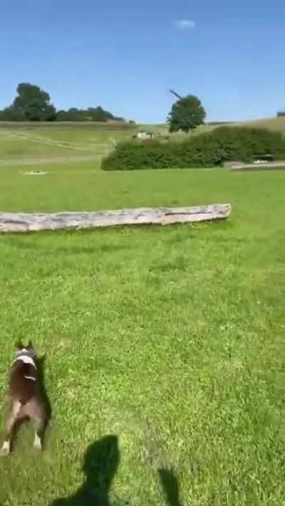 Dog yeeted himself (Part 2)