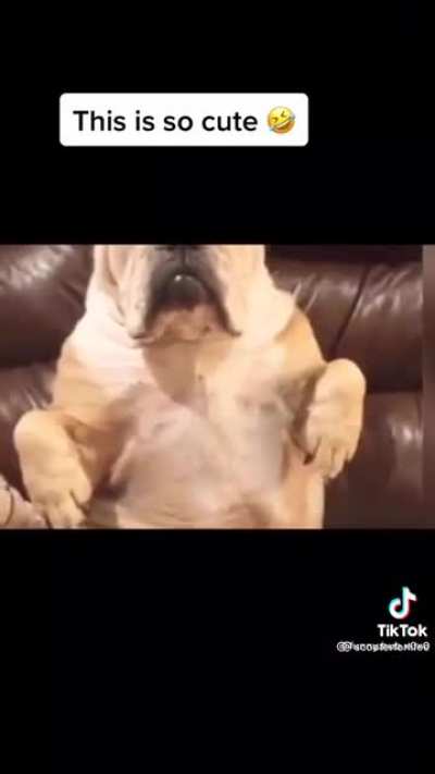 Who can help this dog he has some issues??