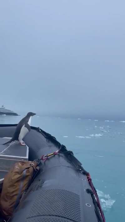 ? Penguins jumping onto a Zodiac in Antarctica