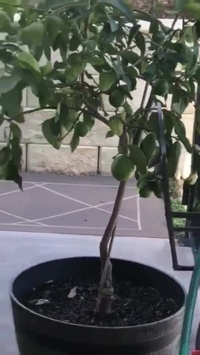 ? Bird having some fun with basketball ?