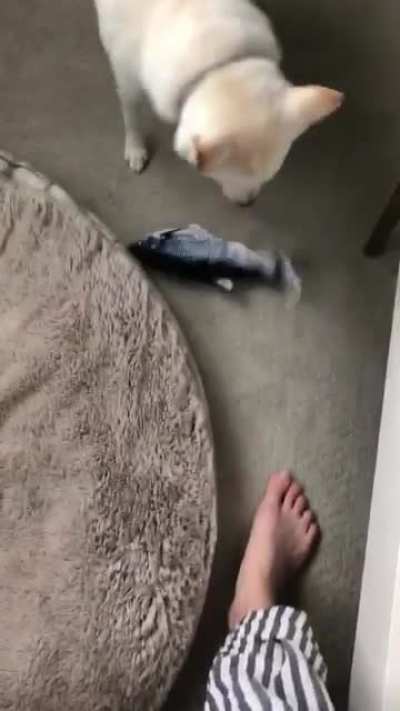 I also thought she liked her new toy ??
