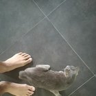 I think I've been enslaved by the deaf neighbourhood kitty.