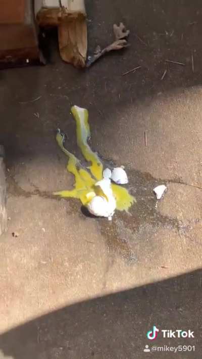 Egg tu Brute?