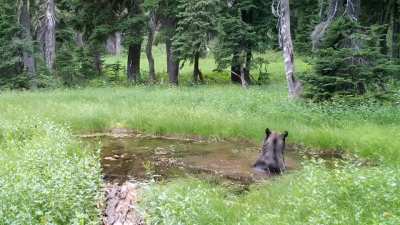 ? This Bear Taking a Dip in a Pond is All of Us