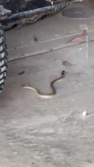 Snake stuck in a spider's web