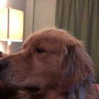 He is very happy when someone touches his head ?