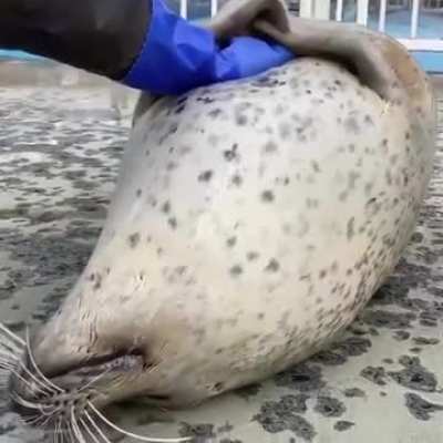 Seal of Approval