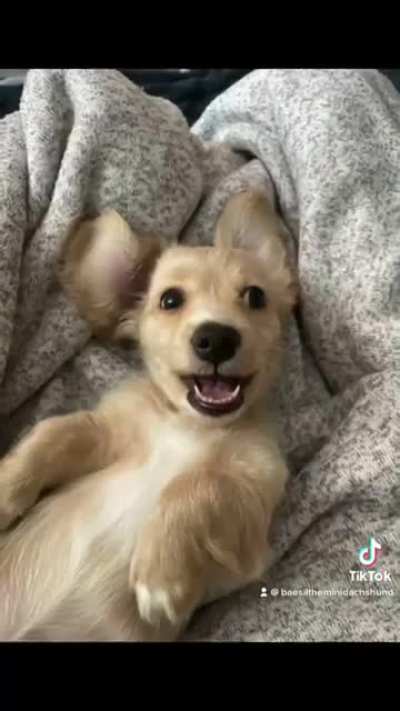 Baesil The Mini Dachshund ??