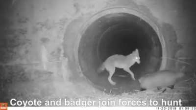 ? Coyotes And Badgers go hunting together, one of the few examples of Symbiosis between Carnivores.