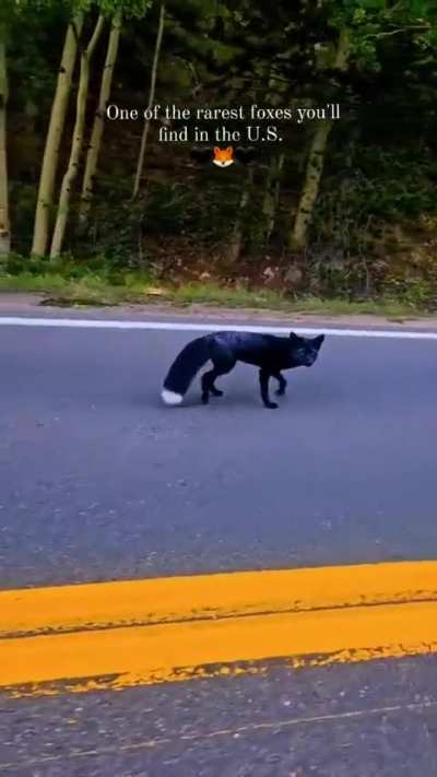?Stunningly beautiful Melanistic (Black) Fox is rare, as melanism has to be carried and passed down by both parents..