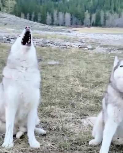 "Nope they are not with me. Never met them!"