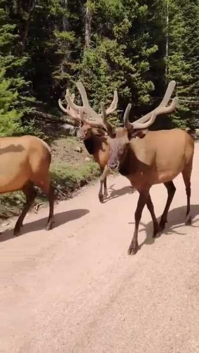? A herd of Elk passing by in Colorado...