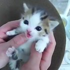 Cute little kitty