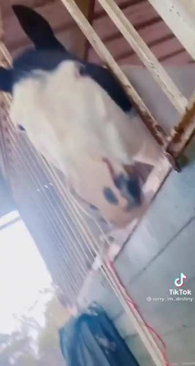 Funny horse goes blep