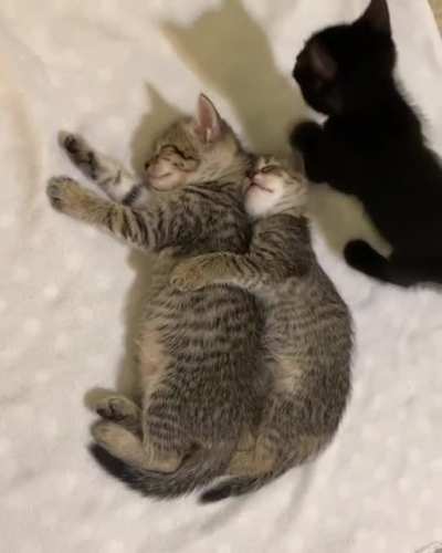 they hug, sometimes they spoon, but most times they just flop on top of each other! ?