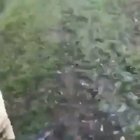 To scare off a human