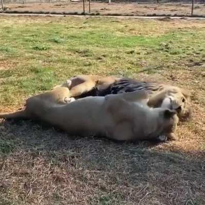A caring lion