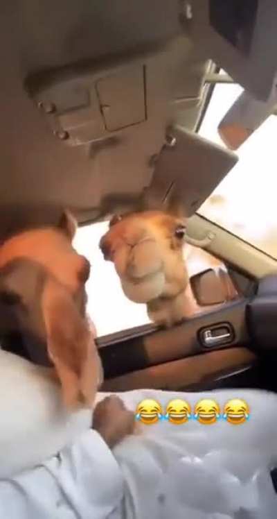 carrot ?