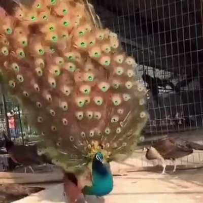 ? This beautiful peacock showing off