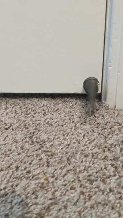 My cat will constantly do this until you let her into the room. Needless to say, she always gets her way.