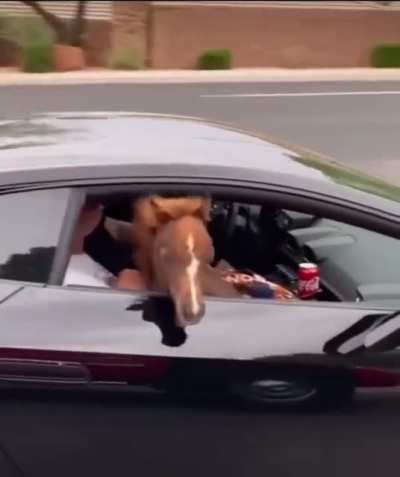 An actual horse.