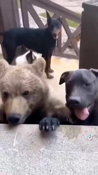 Thought he fit right in ?