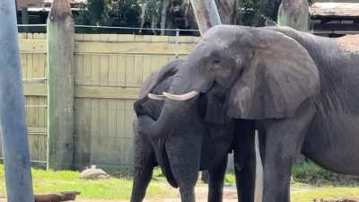 Meanwhile At A Zoo In Florida..