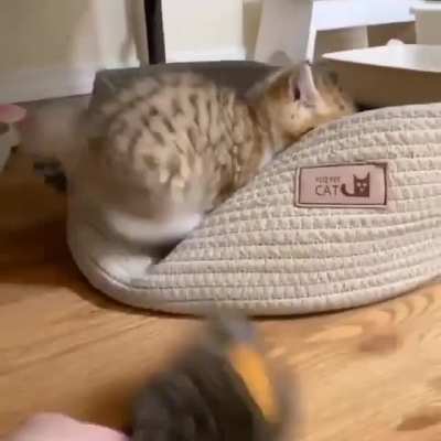 Playtime...