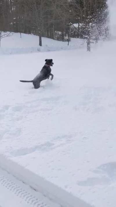 Two types of dogs (wait for it)