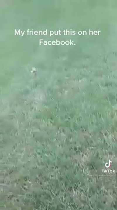 No touch frog