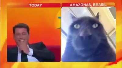 Black cat
