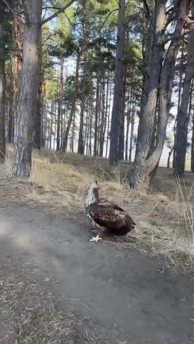 Bird’s a menace?