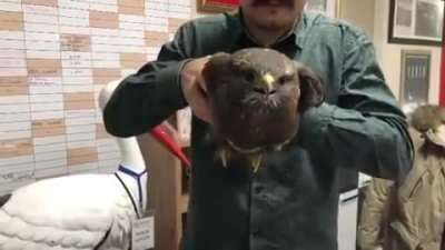 ? The head stability of this hawk ?