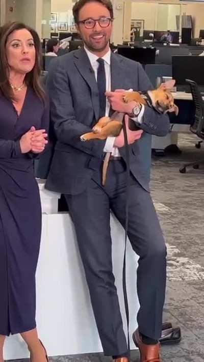 Puppy falls asleep in news anchor’s arms - she’s immediately adopted &amp; others line up to adopt her littermates