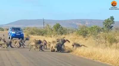 ? Leopard tries a troop of Baboons.