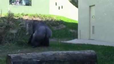 ? Gorilla calls his son over to play