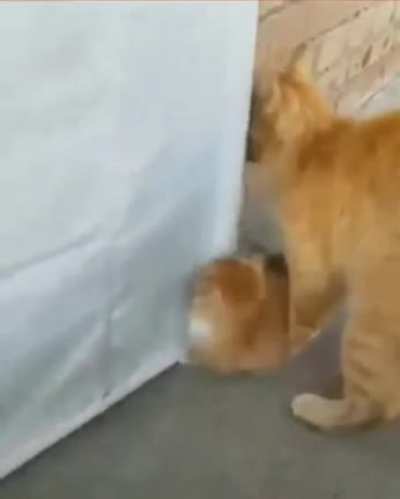 Omg, so cute :3
