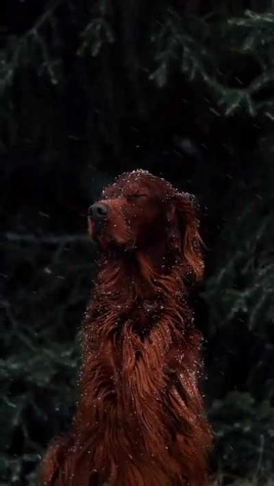 ? This mesmerizing Irish Setter