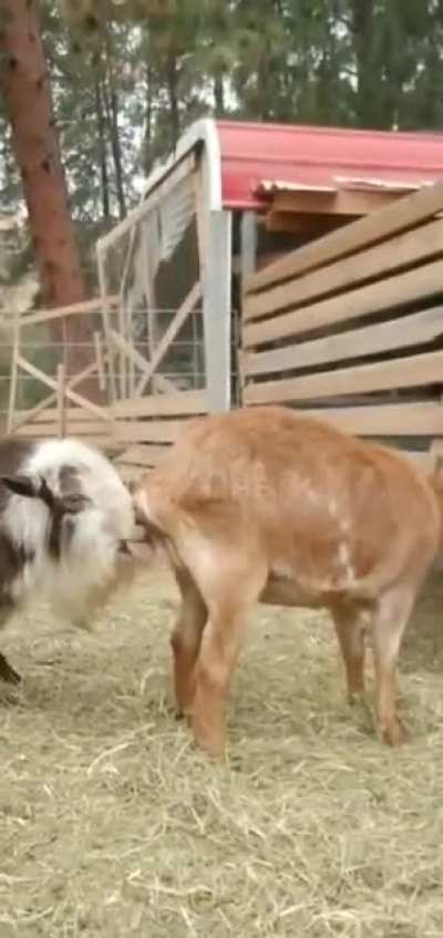 Living on the farm